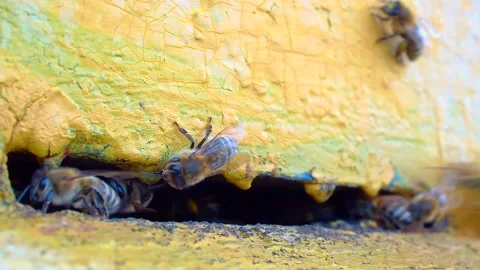 Selective focus close-up on honey bees flying out of the hive and returning back Stock Footage 132355543