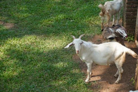 Selective focus close up horned white goat on the livestock farm Photos