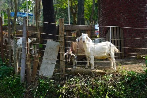 Selective focus close up horned white goat on the livestock farm 스톡 사진