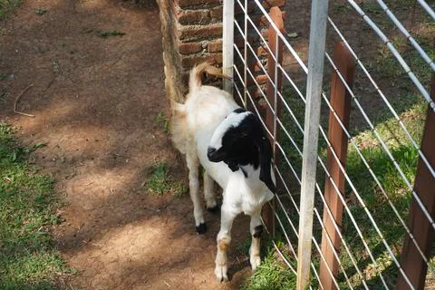 Selective focus close up horned white goat on the livestock farm 스톡 사진