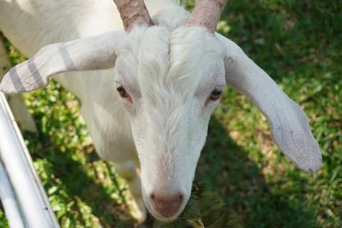 Selective focus close up horned white goat on the livestock farm Photos