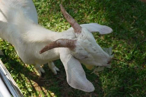 Selective focus close up horned white goat on the livestock farm Photos