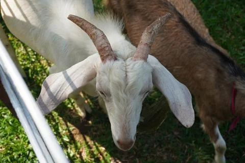 Selective focus close up horned white goat on the livestock farm Photos
