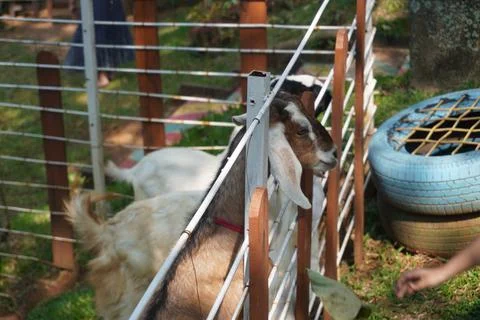 Selective focus close up horned white goat on the livestock farm Stockfoto's