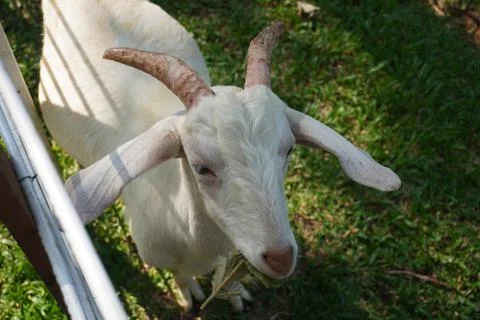 Selective focus close up horned white goat on the livestock farm 스톡 사진