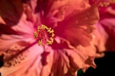 Selective focus close up Ibiscus flower. 스톡 사진