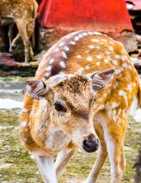 Selective focus, close-up image of a deer. Stock Photos