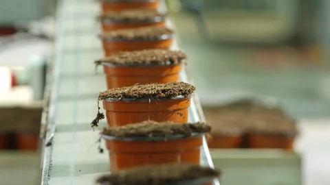 Selective Focus, Close-Up, Lockdown, 20 Seconds Or Greater, Indoors, Day, Stock Footage 95862757