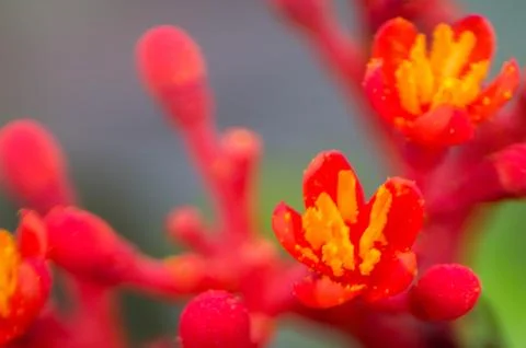Selective focus close up macro shot of Jatropha podagrica or Buddha belly Stock Photos