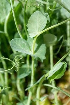 Selective focus. Close-up Microgreens in a container on a kitchen counter. .. Stock Photos