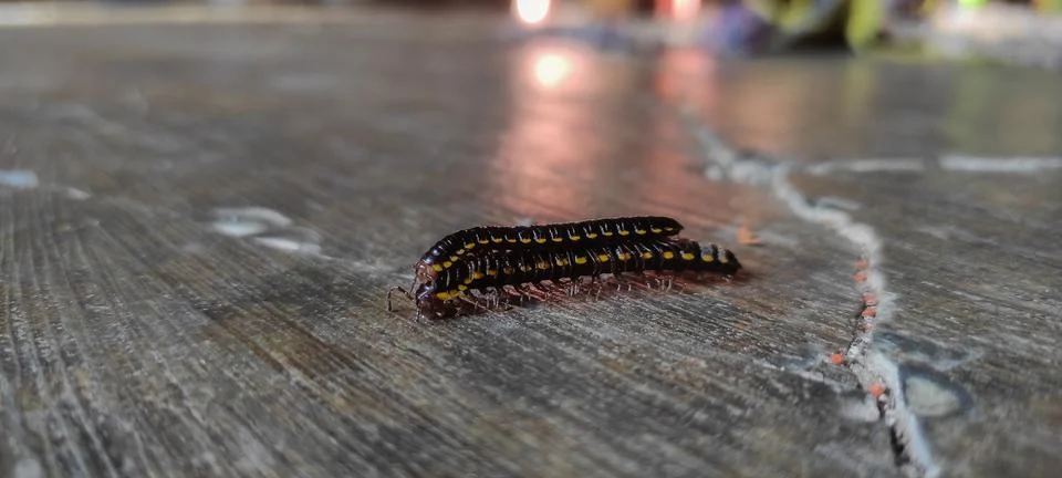 Selective focus, close-up of millipedes mating on the cemen floor Stock Photos