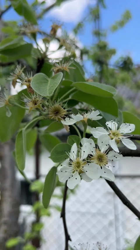 Selective focus close up of pear blossom branch Stockbeeldmateriaal 334329843