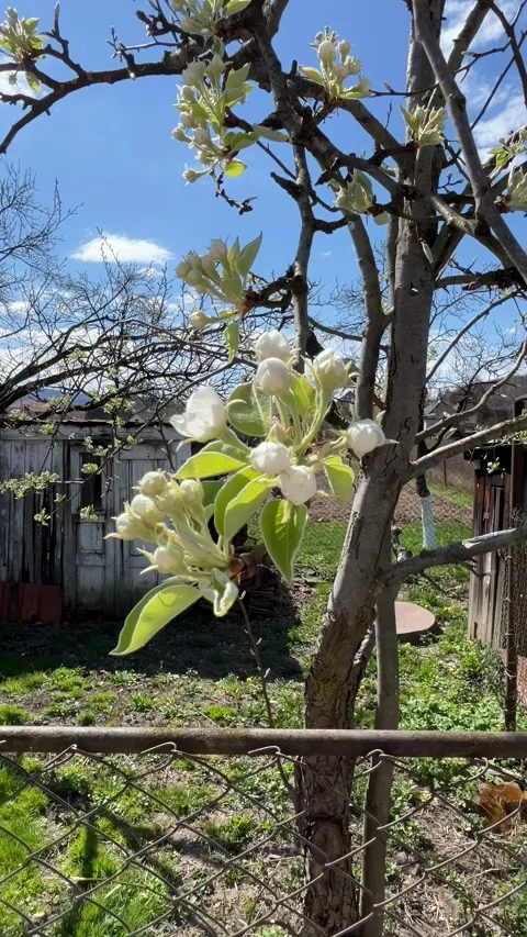 Selective focus close-up of pear flower buds opening Stock Footage 334328153