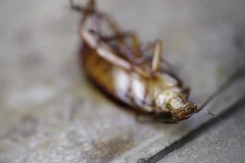 Selective focus, close-up photo of dead cockroach lying on the floor Stock Photos