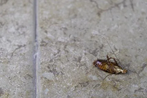 Selective focus, close-up photo of dead cockroach lying on the floor Stock Photos