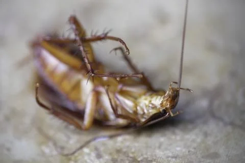 Selective focus, close-up photo of dead cockroach lying on the floor Stock Photos