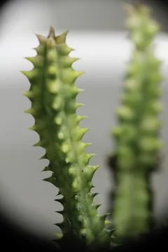 Selective focus close up photo of natural green cactus houseplant with shar.. Stock Photos