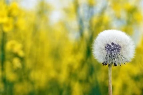Selective focus close-up photography. It is flowering dandelion with white fu Stock Photos