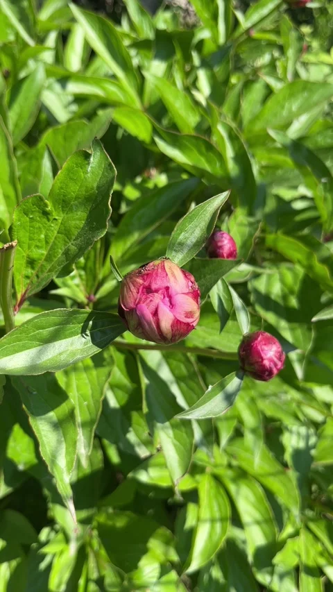 Selective focus close-up of plant buds before blooming Stock Footage 335588375