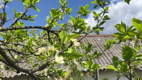 Selective focus close up of plum blossom branch Stock Footage 334329823