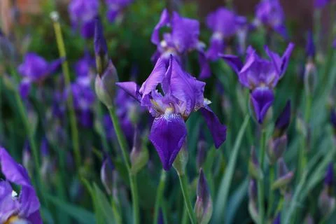 Selective focus, close up of purple iris flower on green garden background. Stock Photos