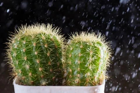 Selective focus close-up shot on cactus with drops of dew and raining over bl Stock Photos