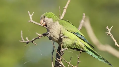 Selective focus close up shot of a monk parakeet, myiopsitta monachus; Video stock 166874343