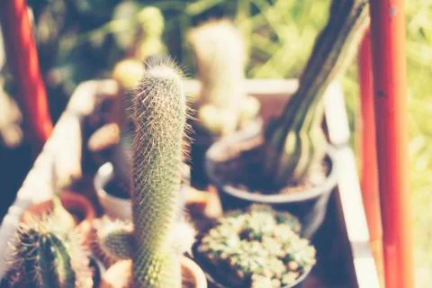 Selective focus close-up top-view shot on cactus cluster. well known species  Foto stock