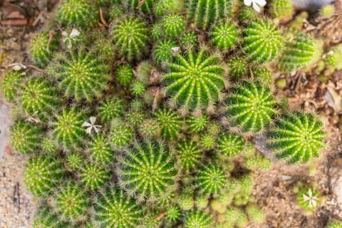 Selective focus close-up top-view shot on Golden barrel cactus Echinocactus Stock Photos