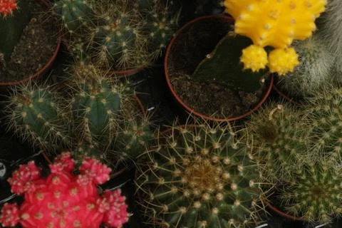 Selective focus close-up top-view shot on Golden barrel cactus cluster Stock Photos