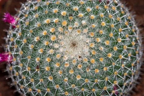 Selective focus close-up top-view shot on Golden barrel cactus (Echinocactus  Stock Photos