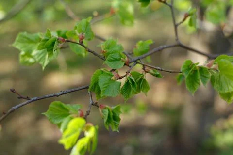Selective focus, close up of tree branch with young growing leaves in the Stock Photos