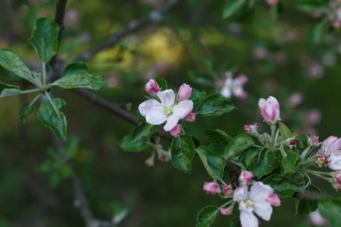 Selective focus, close up of tree branch with blossoms in sunlight against Stock Photos