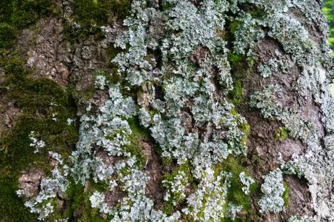 Selective focus close-up of a tree-dwelling lichen Stock Photos