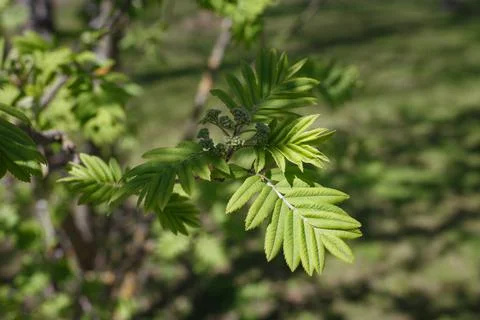 Selective focus, close up of twig with growing leaves in the sunlight against Stock Photos