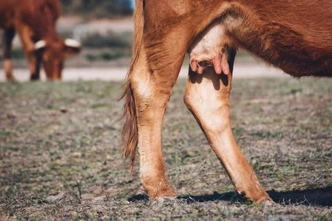 Selective focus close-up of udders of a brown cow in an agricultural field Stock Photos