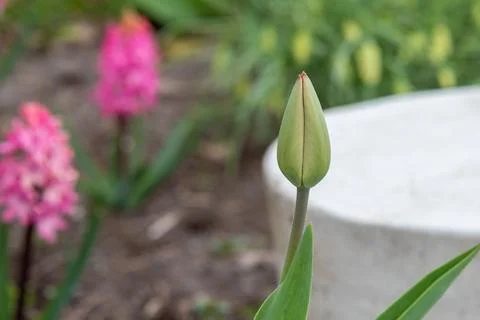 Selective focus close-up of an unopened tulip bud. Stock Photos