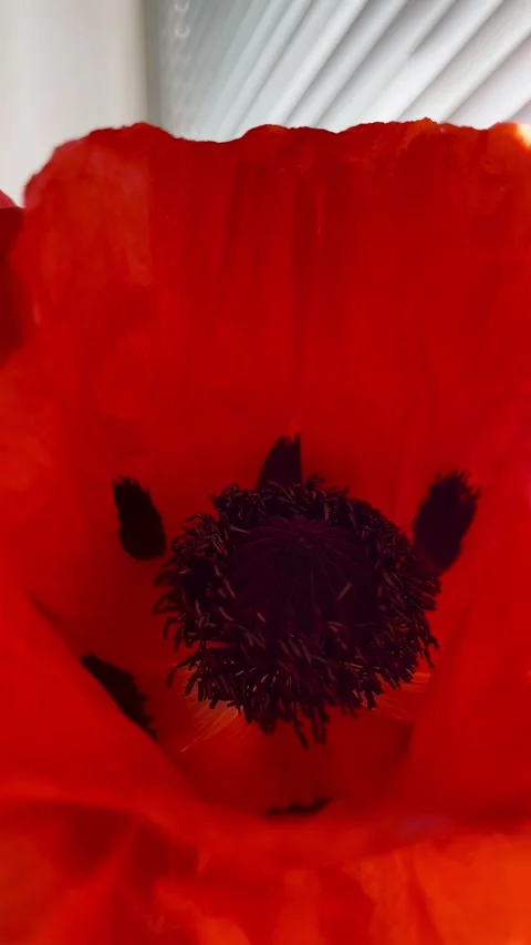 Selective focus close-up of vibrant wild poppy flower Stock Footage 335589850