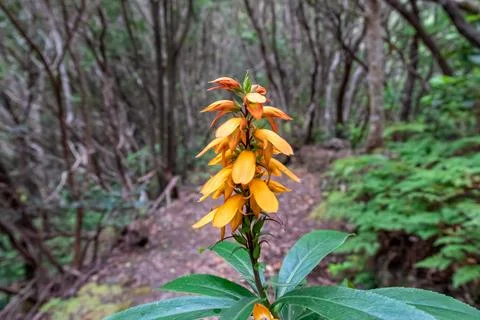 Selective focus close up view on Digitalis (isoplexis) canariensis or Canar.. Stock Photos