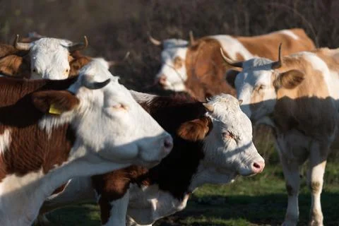Selective focus close up of young bull head in herd Stock Photos