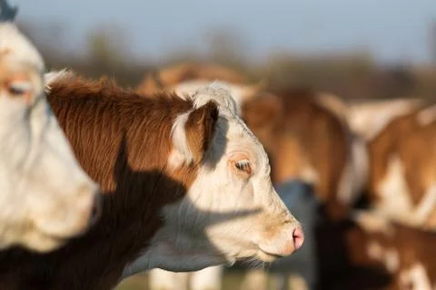 Selective focus close up of young cow head Stock Photos