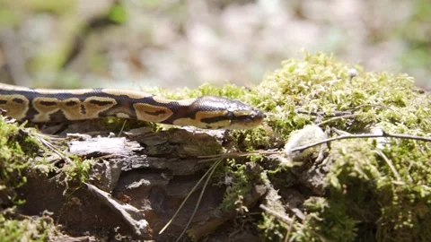Selective focus closeup of beautiful Anaconda snake, Eunectes murinus, crawling Stock Footage 155044622