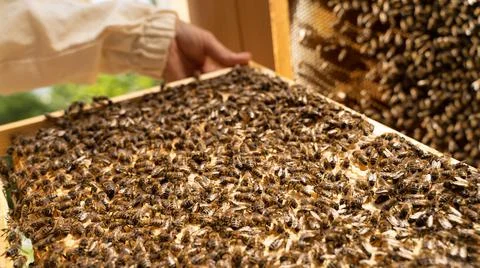 Selective focus: closeup beehive frame with honeycombs and a bees. Woman Stock Photos