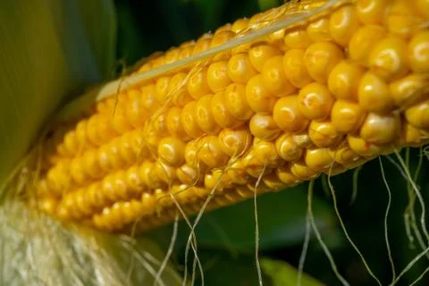 Selective focus. Closeup corn on the stalk in the corn field. Fresh corn on cobs Stock Photos