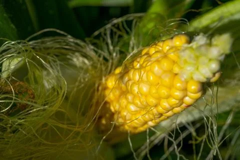 Selective focus. Closeup corn on the stalk in the corn field. Fresh corn on c Stock Photos