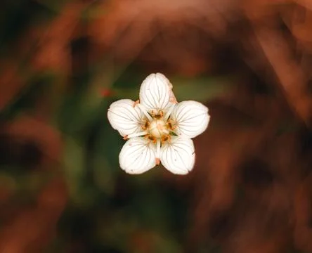 Selective focus, closeup Marsh grass of parnassus or bog-stars white flower Stock Photos