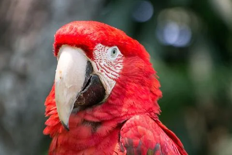 Selective focus closeup of a red and green macaw bird Stock Photos