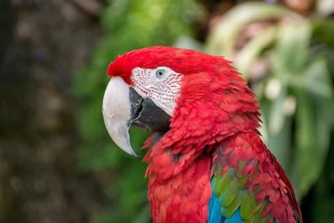 Selective focus closeup of a red and green macaw bird Stock Photos