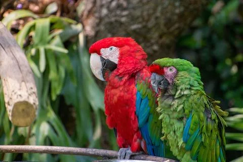 Selective focus closeup of a red and green macaw birds sitting on a stick Stock Photos
