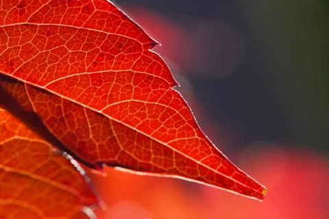 A selective focus closeup shot of a beautiful orange leaf on a beautiful autu Stock Photos